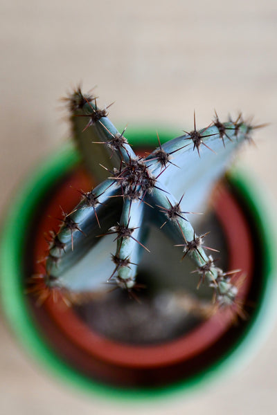Tall Cereus Peruvianus 'Blue' (Blue Cactus)