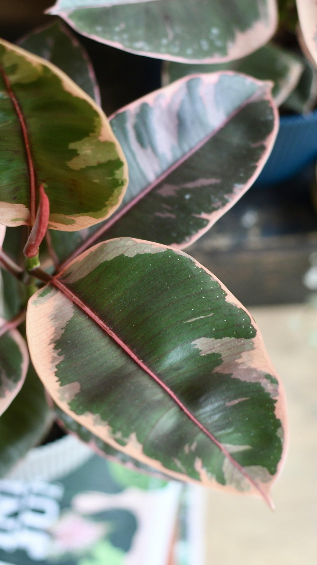 rare rubber tree Ficus Elastica Belize | Variegated Rubber Tree