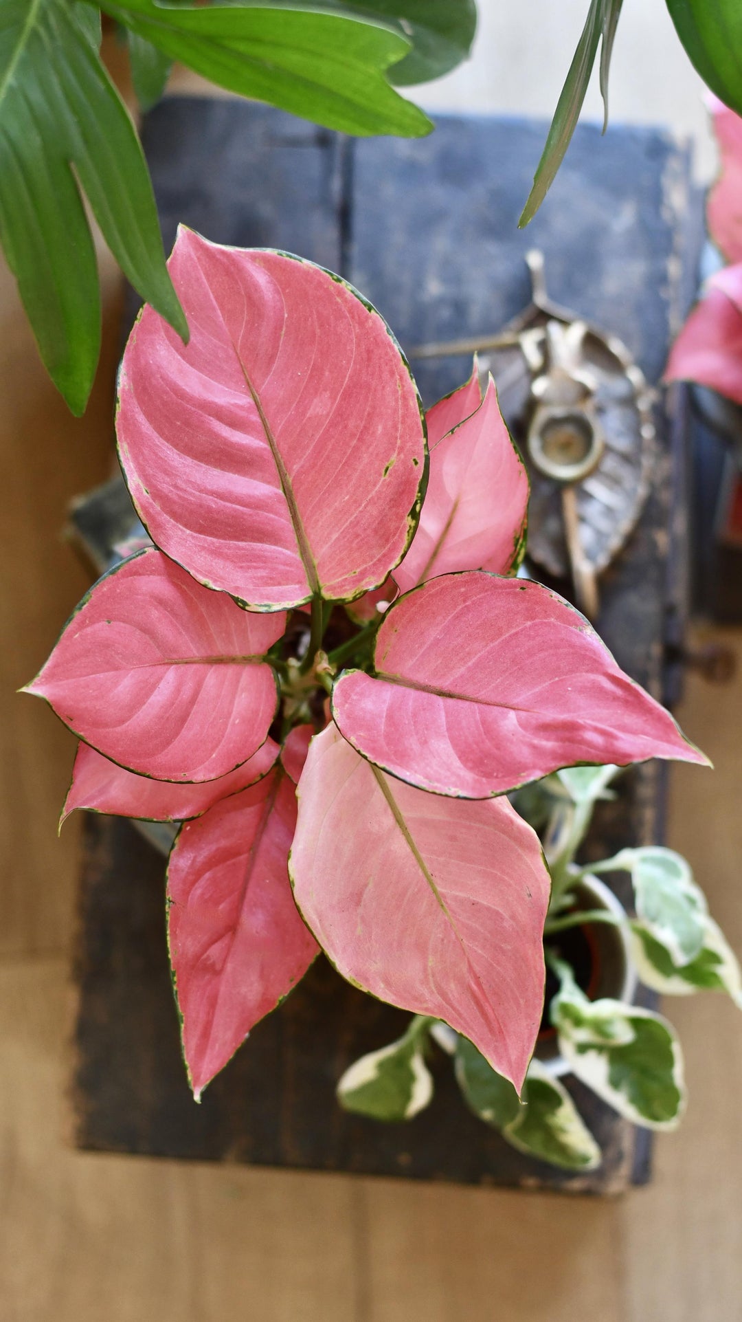 aglaonema pink leaves Aglaonema Pink Star & Vibes Pot