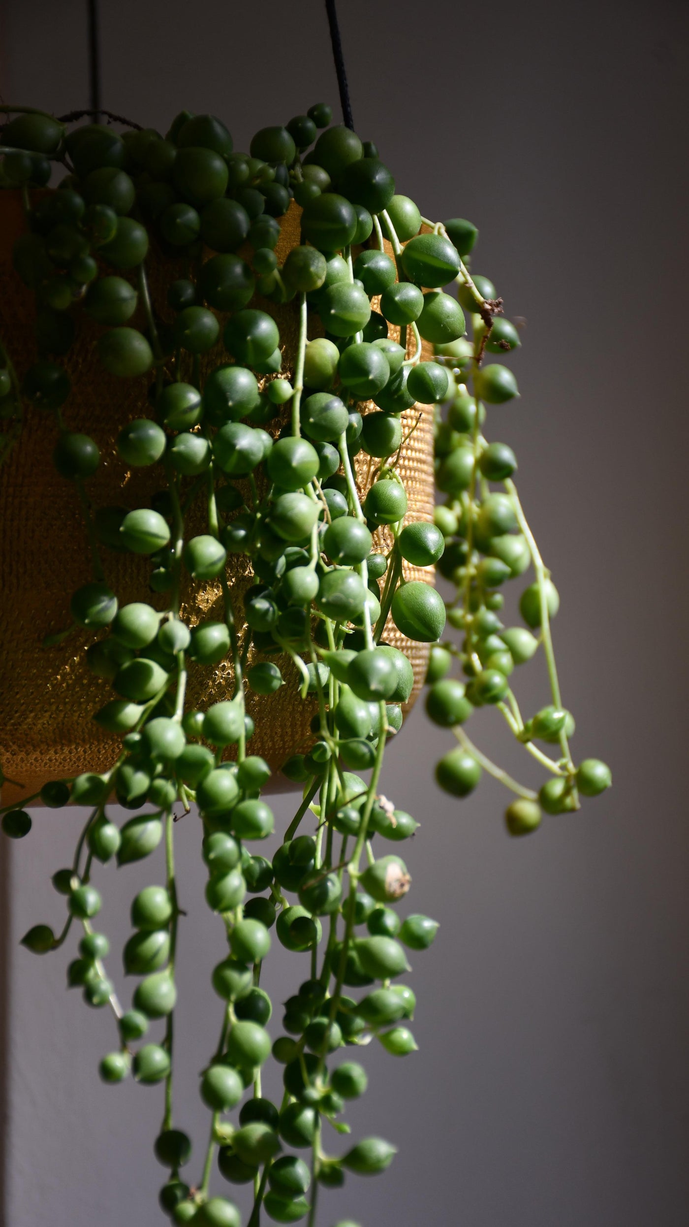 Senecio Rowleyanus - String of Pearls