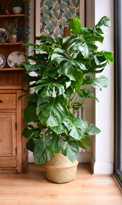 Small Office Plant Bundle with White Planters