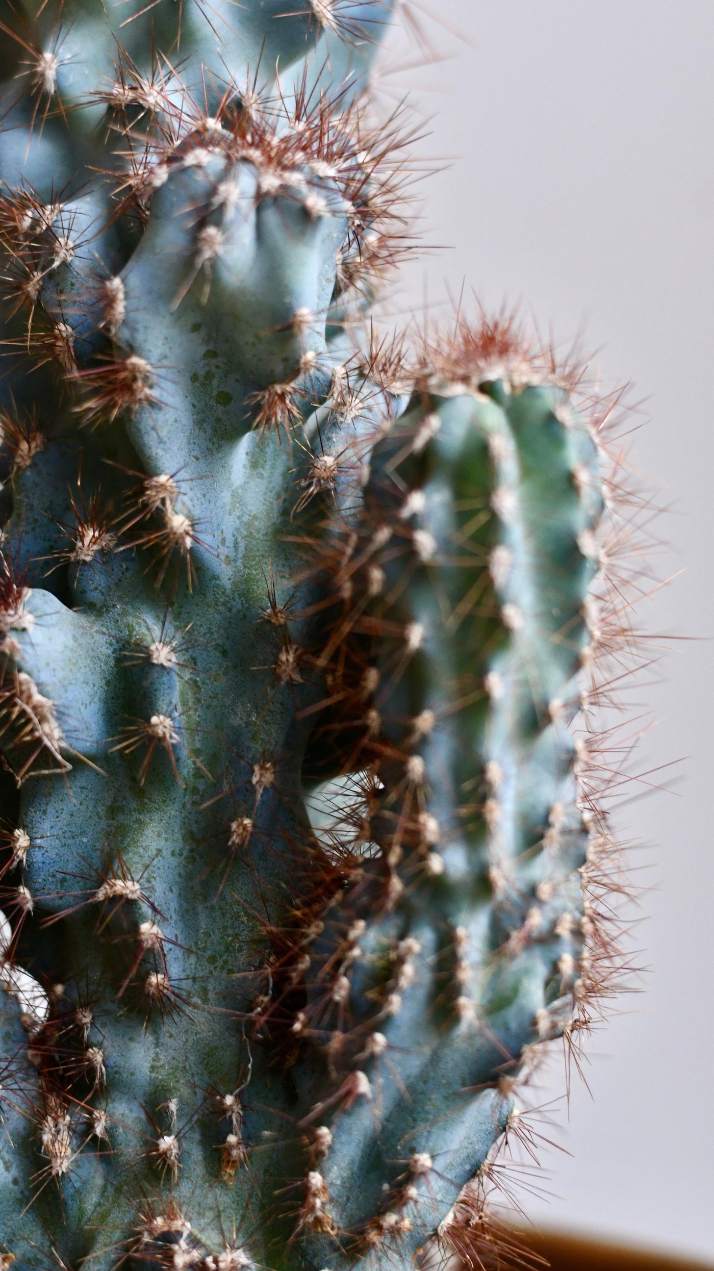 Cereus Peruvianus ‘Monstrosus’