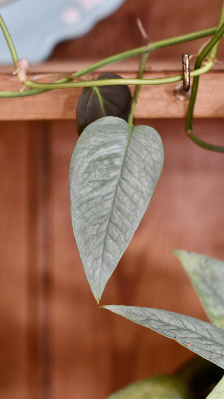 Epipremnum Cebu Blue | Rare Trailing Pothos  Happy Houseplants  Happy  Houseplants