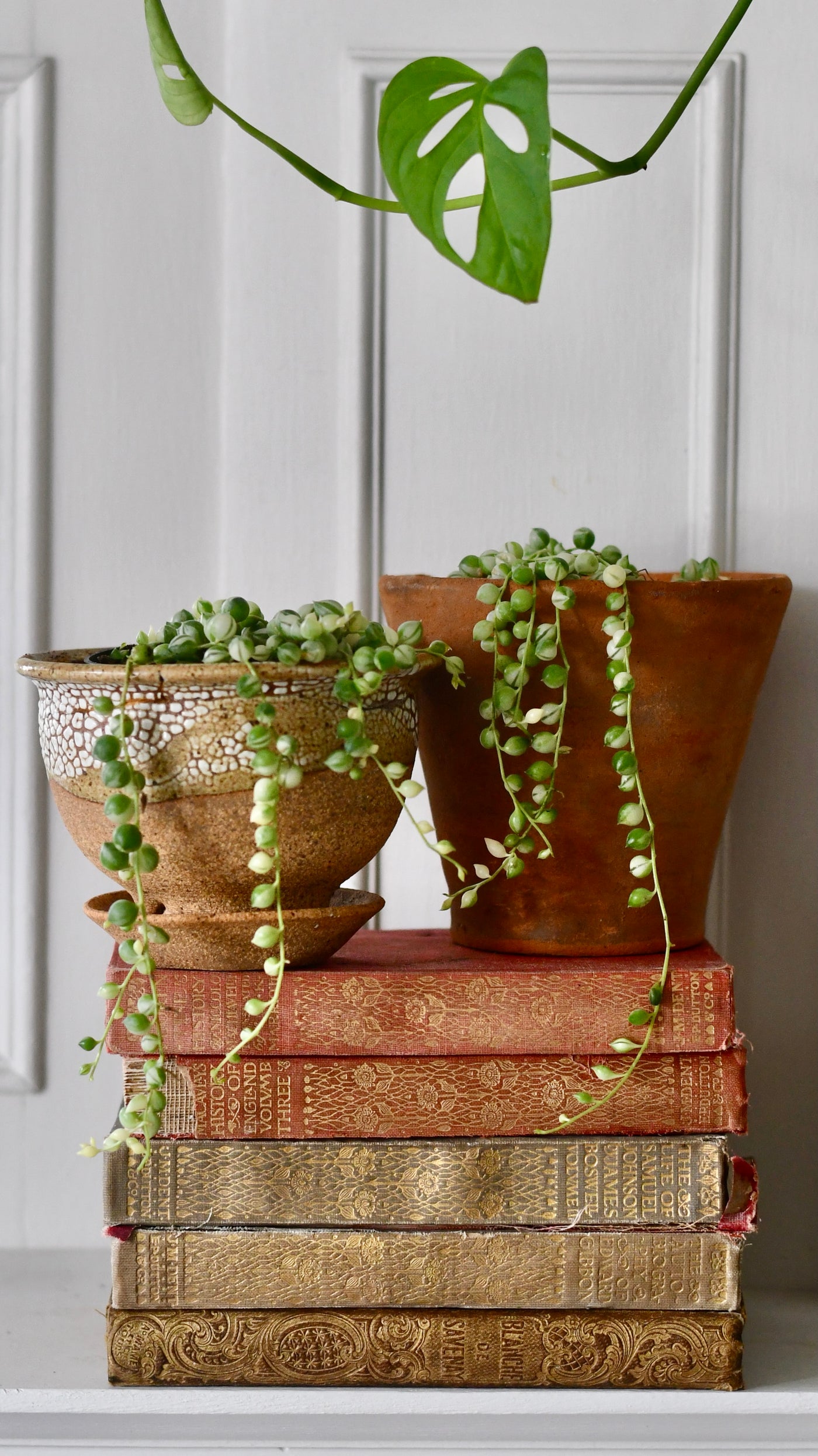 Variegated String of Pearls