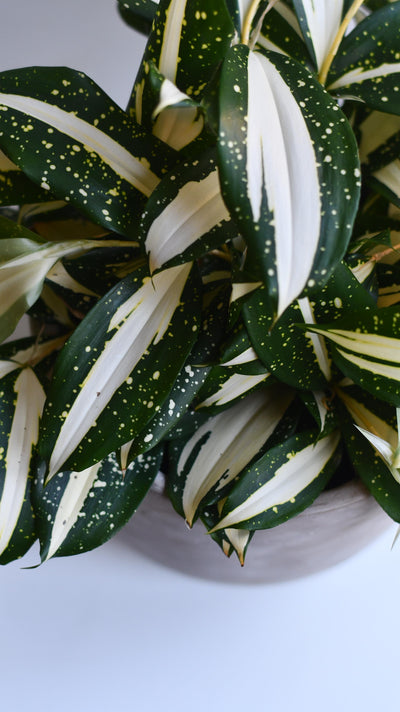 Dracaena Surculosa 'Milky Way'