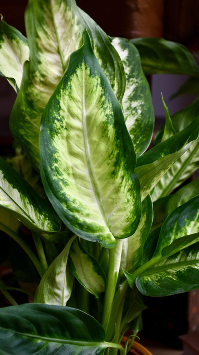 Dieffenbachia Camilla - Dumb Cane