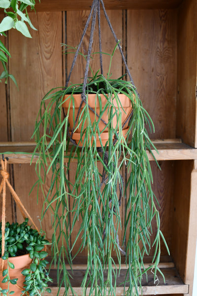 Hoya Linearis, Wax Plant