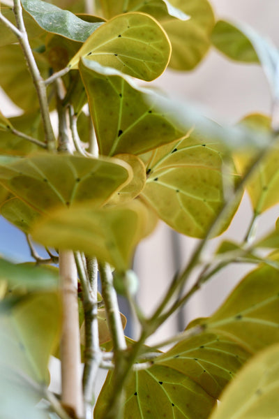 Ficus Deltoidea Olive Houseplant
