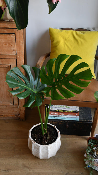 Small Monstera Deliciosa  {Large leaved elegant stem form}