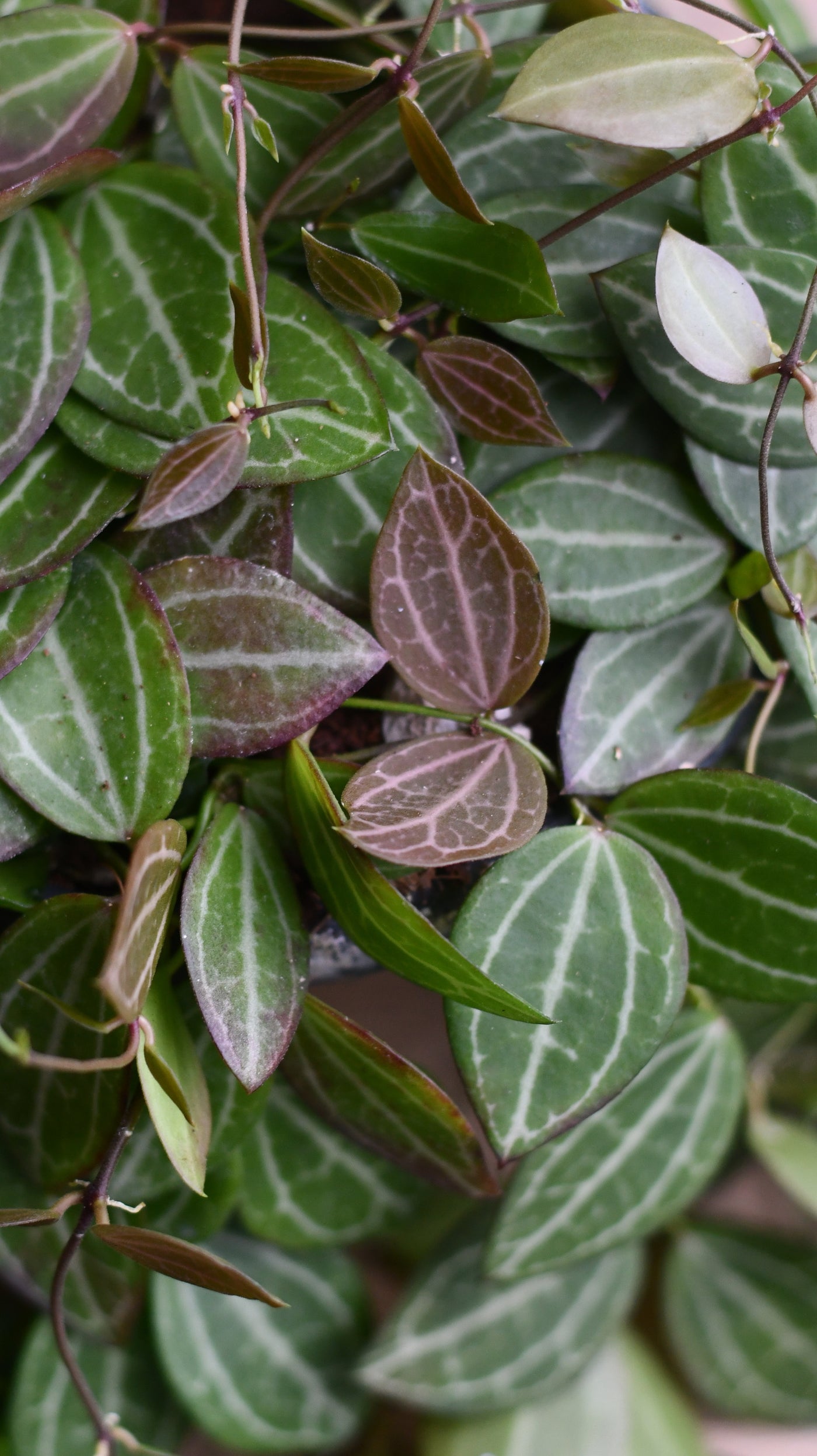 Large Dischidia Ovata (Watermelon Dischidia)