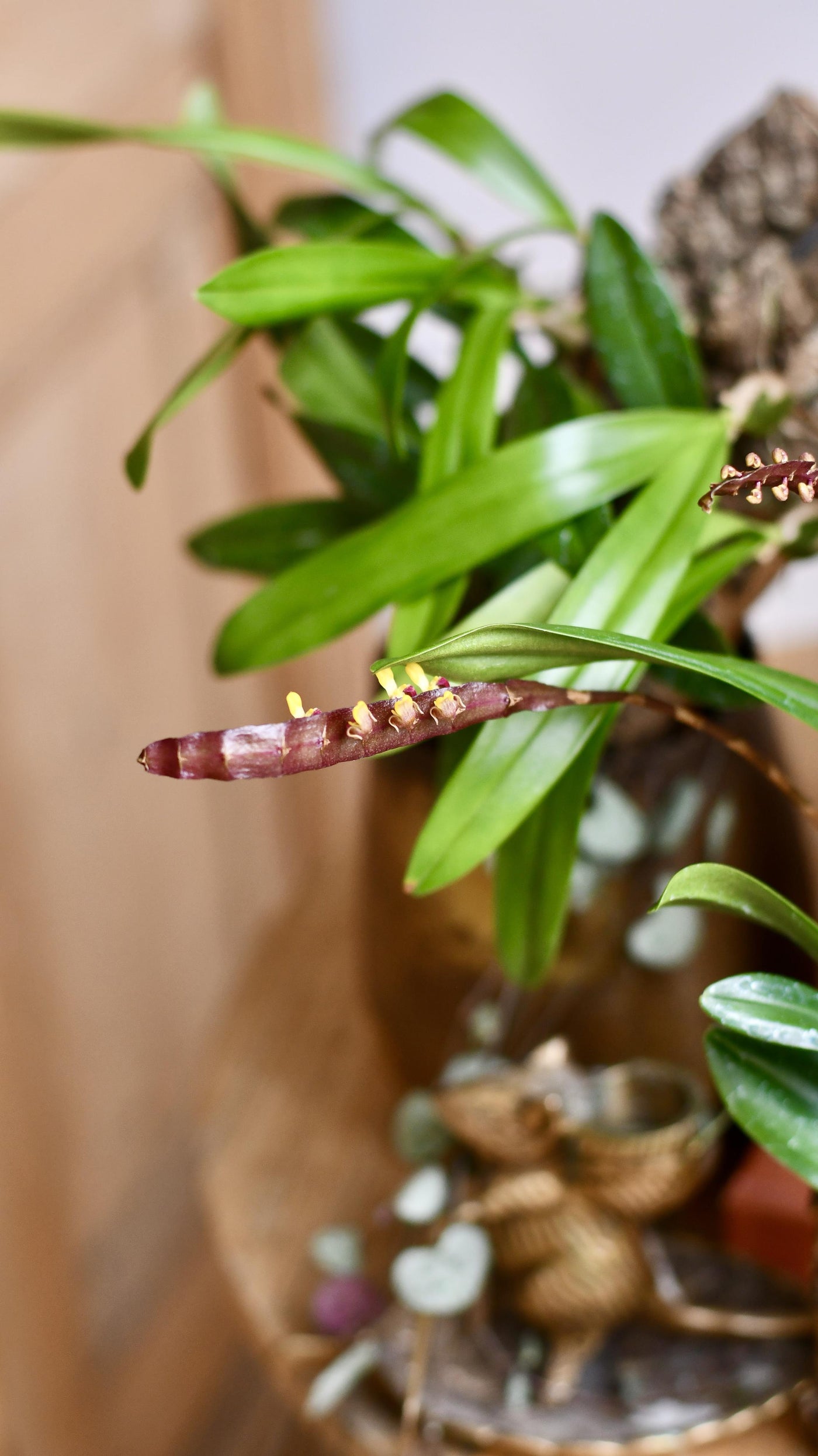 Bulbophyllum Falcatum Orchid