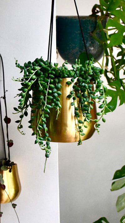 Senecio Herreianus & Brass Hanging Planter