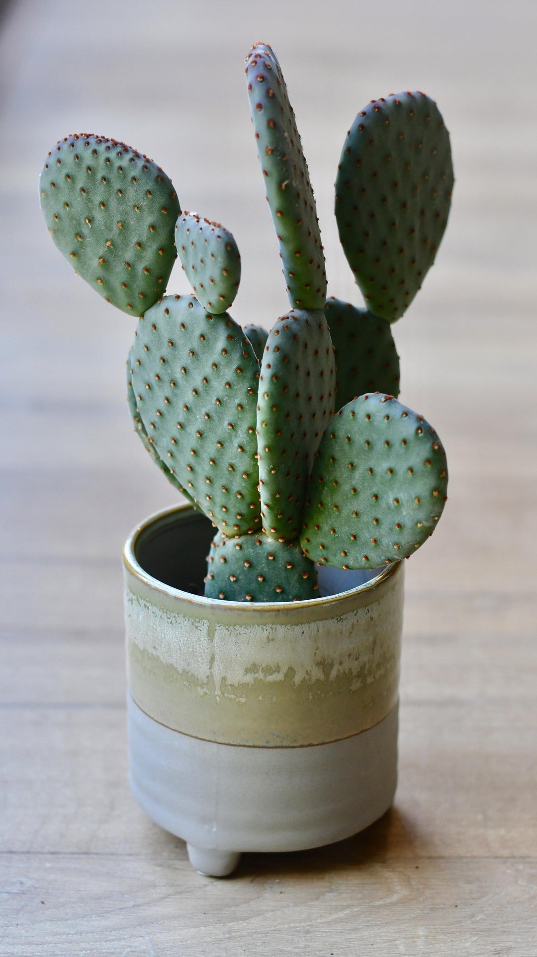 rabbit's ear plant indoor Bunny Ear Cactus | Opuntia Indigo