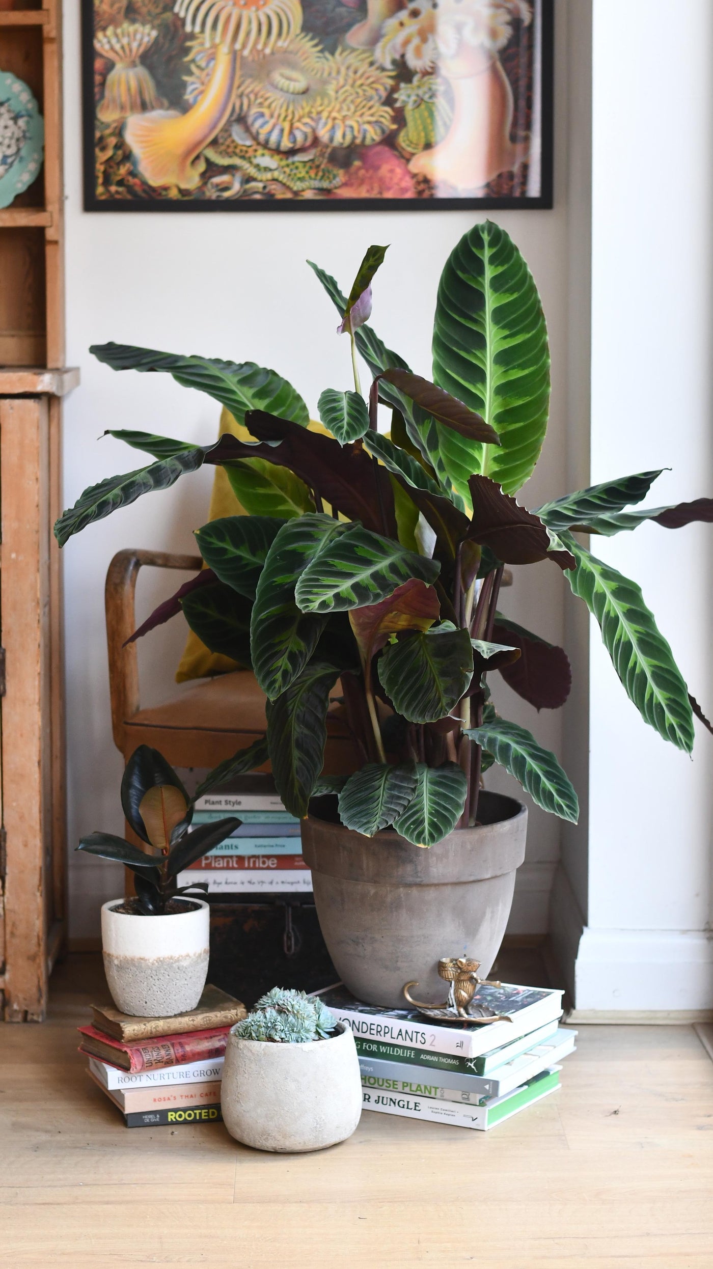 XL Calathea warscewiczii