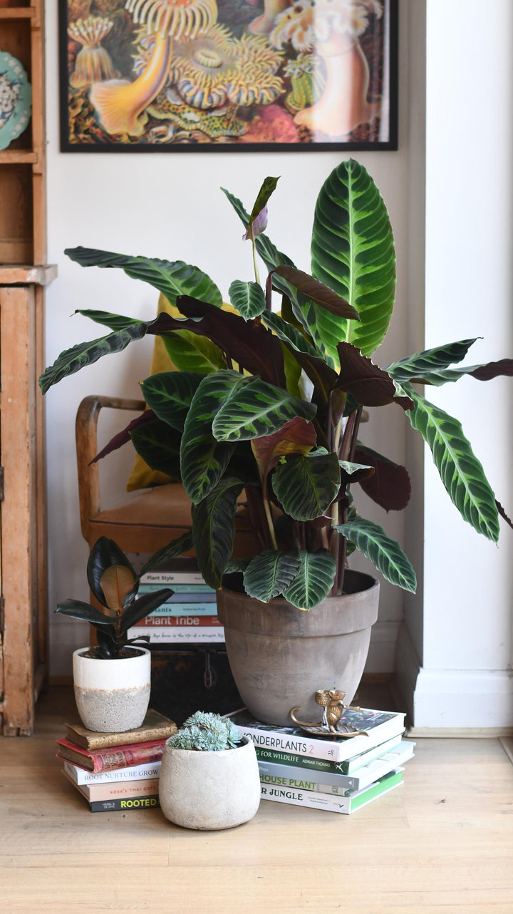 XL Calathea warscewiczii – Happy Houseplants