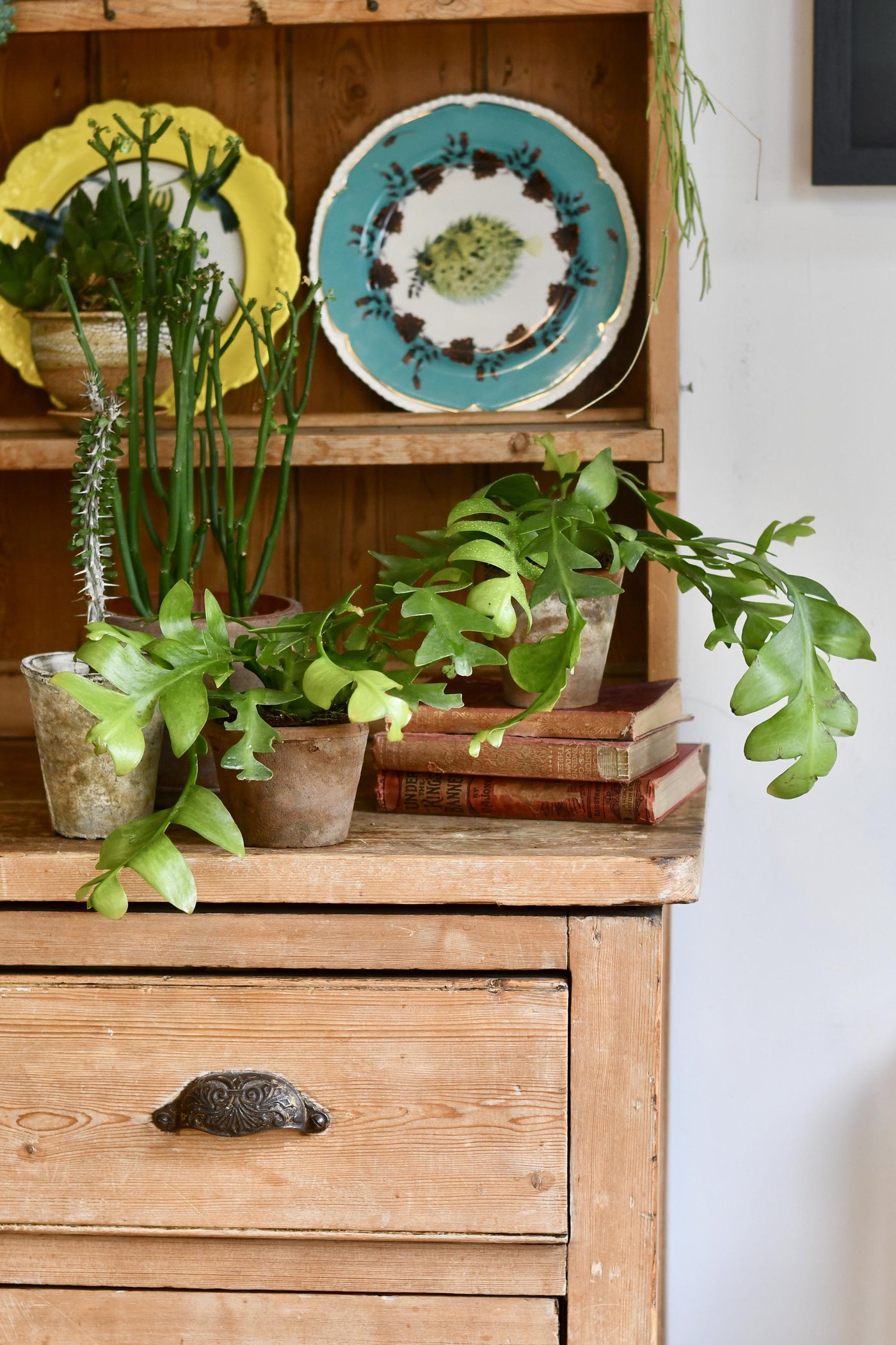Fern Leaf Cactus