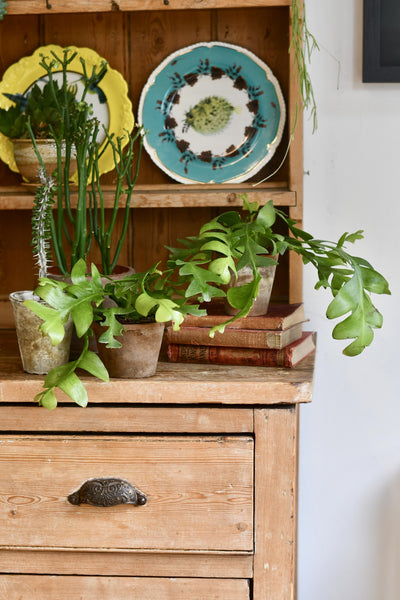 Fern Leaf Cactus
