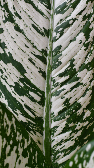 Dieffenbachia White Etna *Rare*