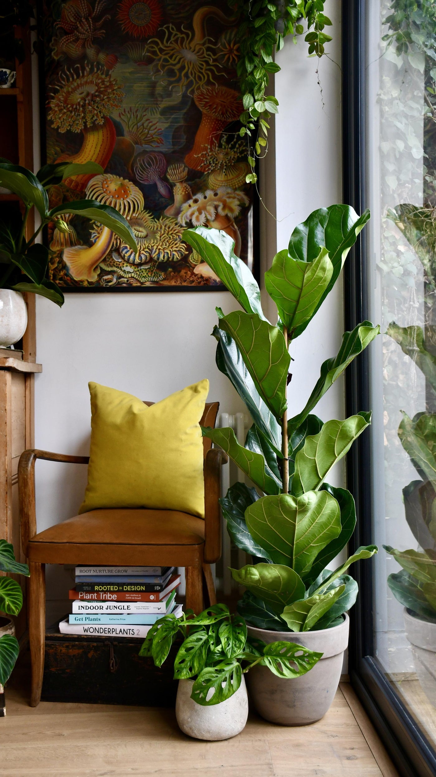 single stem fiddle leaf fig Ficus Lyrata Single Stem | Fiddle Leaf Fig