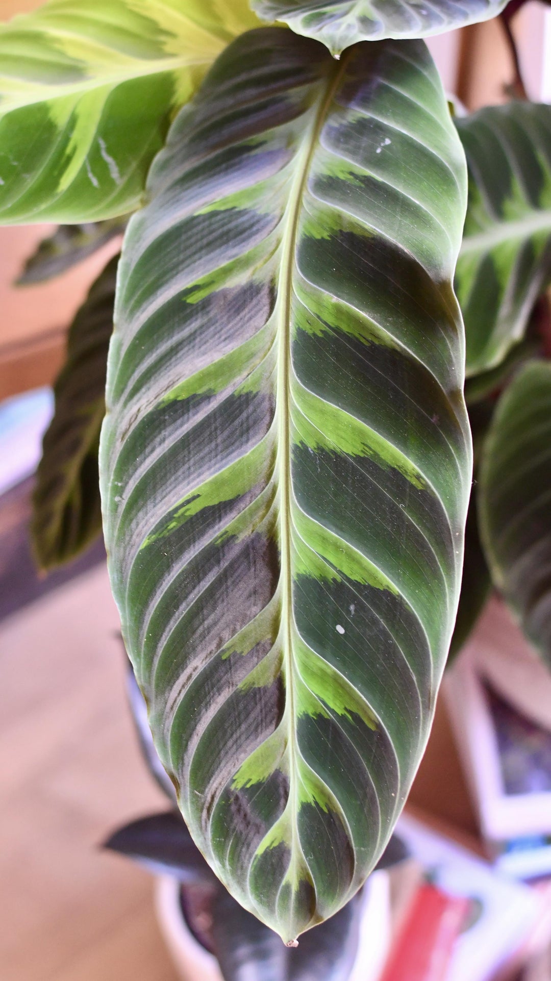 XL Calathea warscewiczii – Happy Houseplants