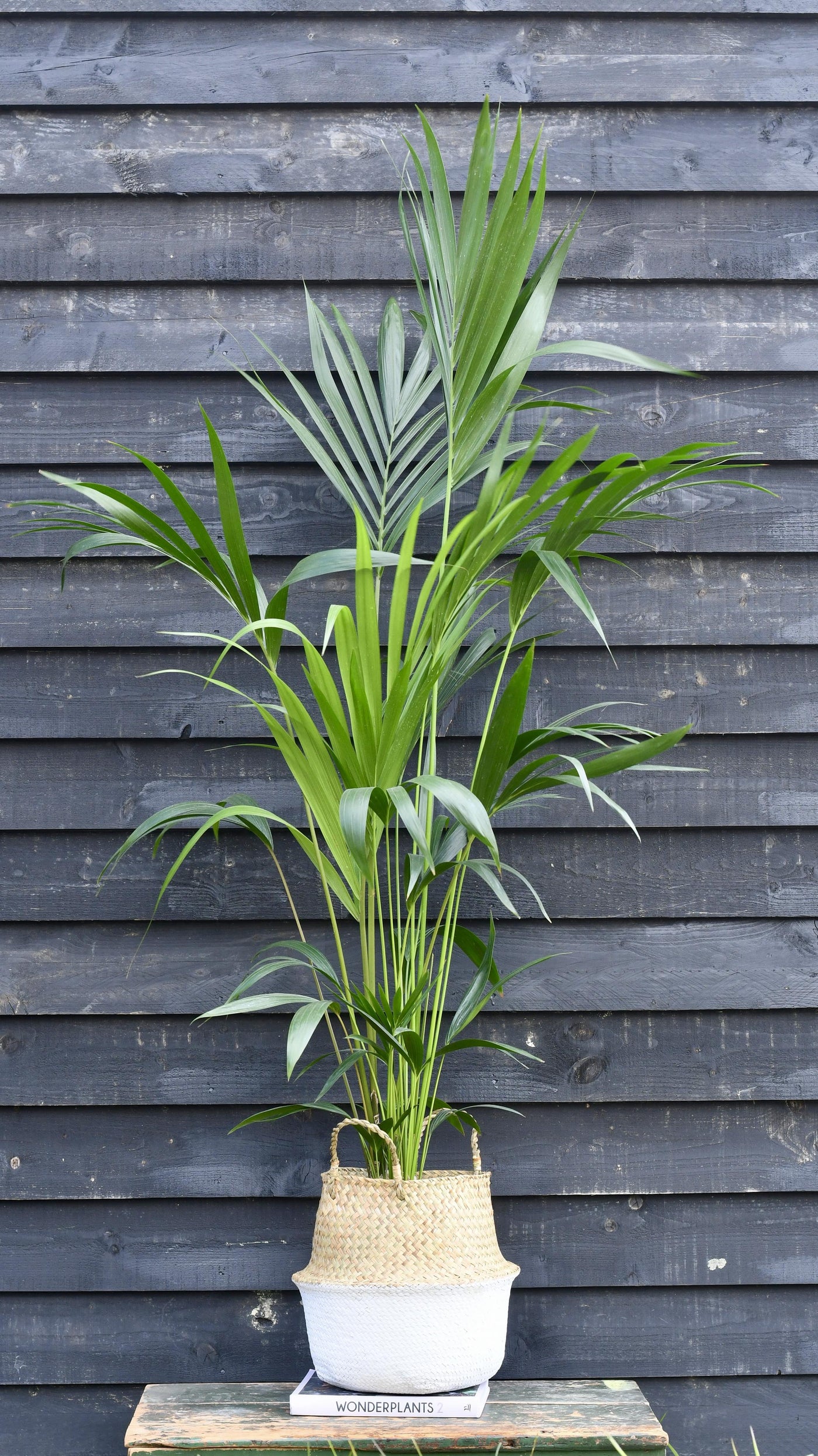 Kentia Palm (Howea Forsterian)