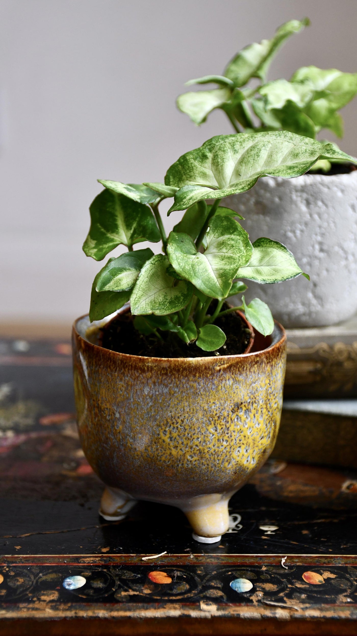 Baby Syngonium White Butterfly