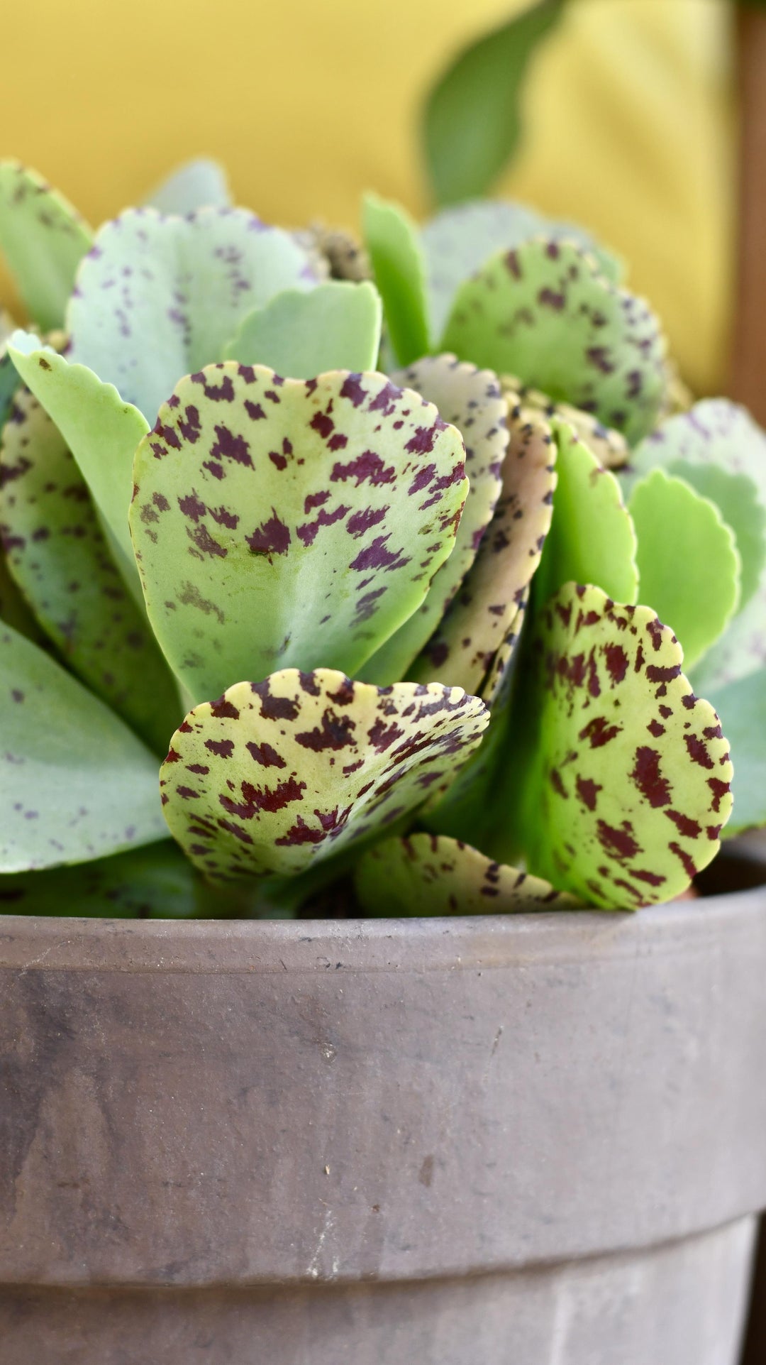 kalanchoe tiger succulent Kalanchoe Marmorata 'Tiger' | Rare Cactus