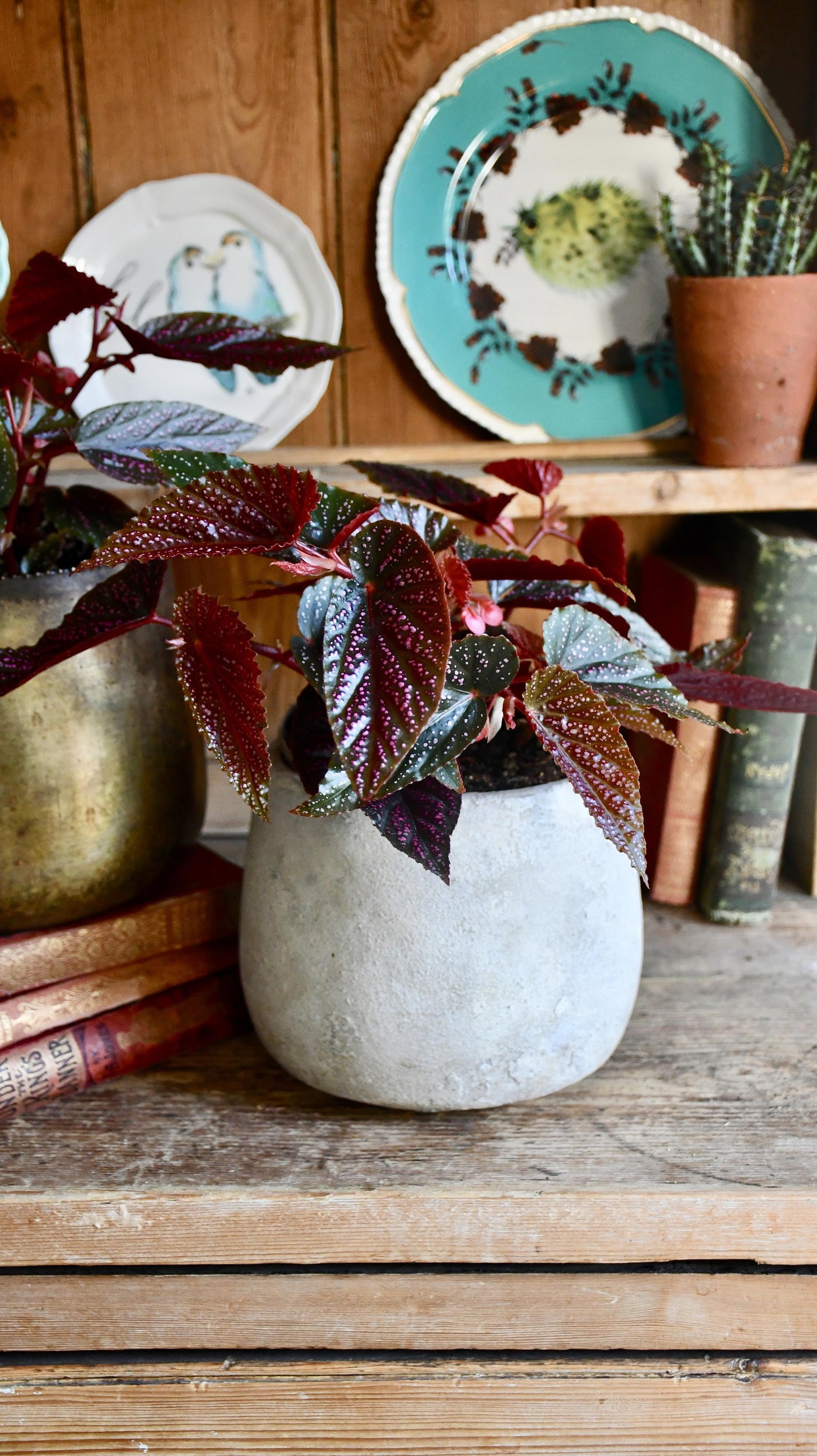 Begonia Benigo (Pink Polka dot)