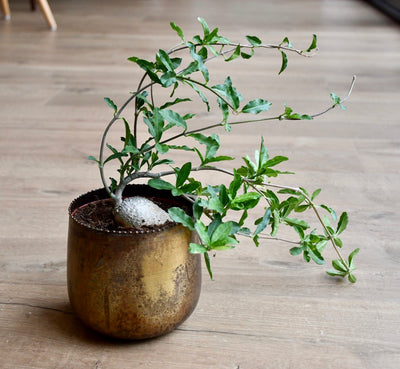 Fockea Edulis