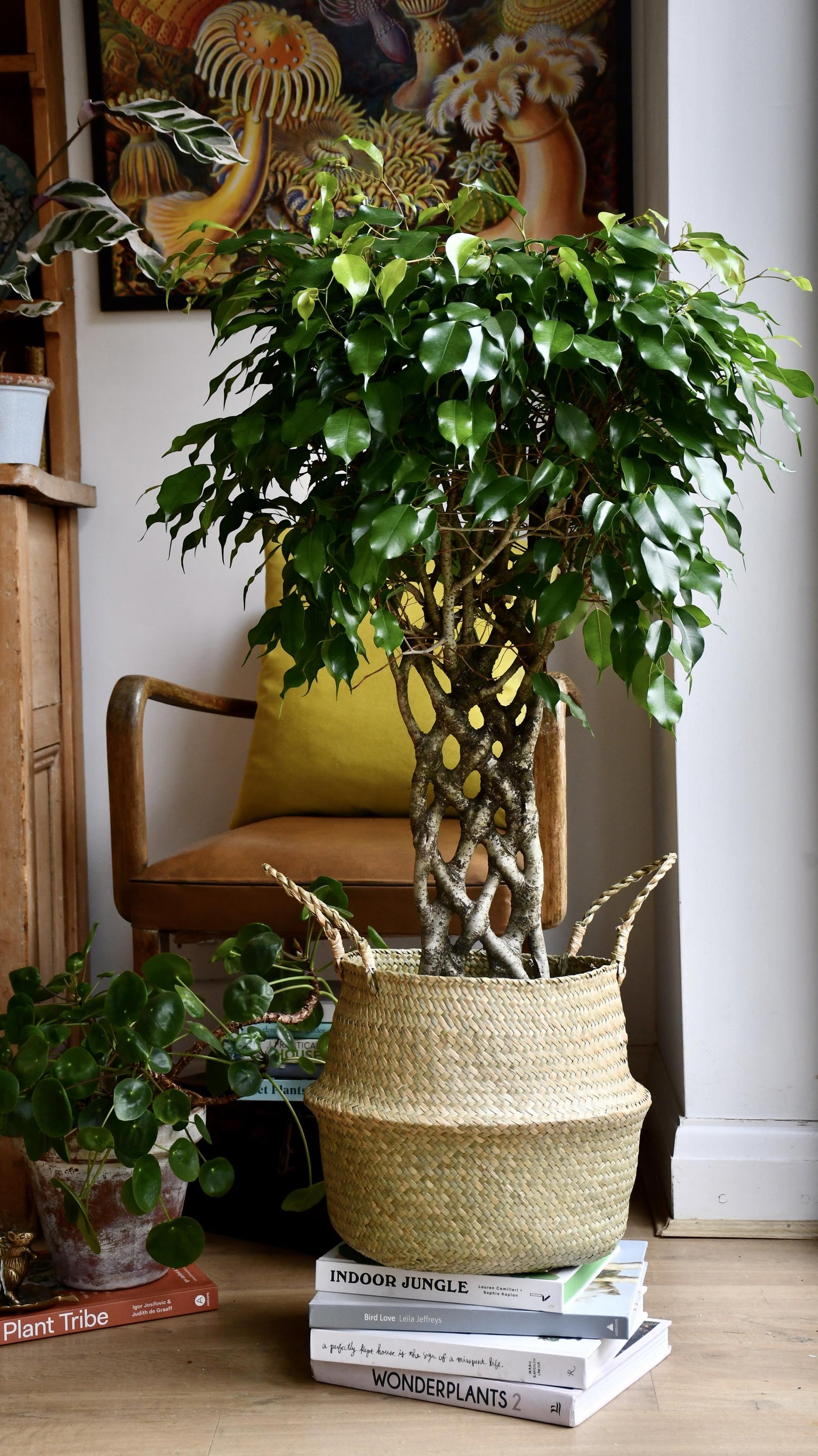 Twisted Weeping fig - Benjamina