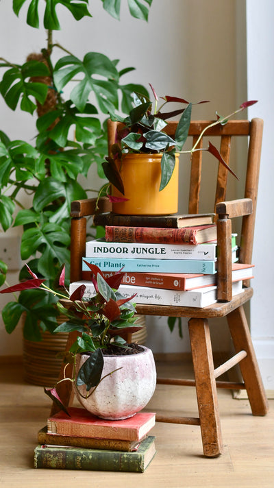 Syngonium erythrophyllum "red arrow plant"