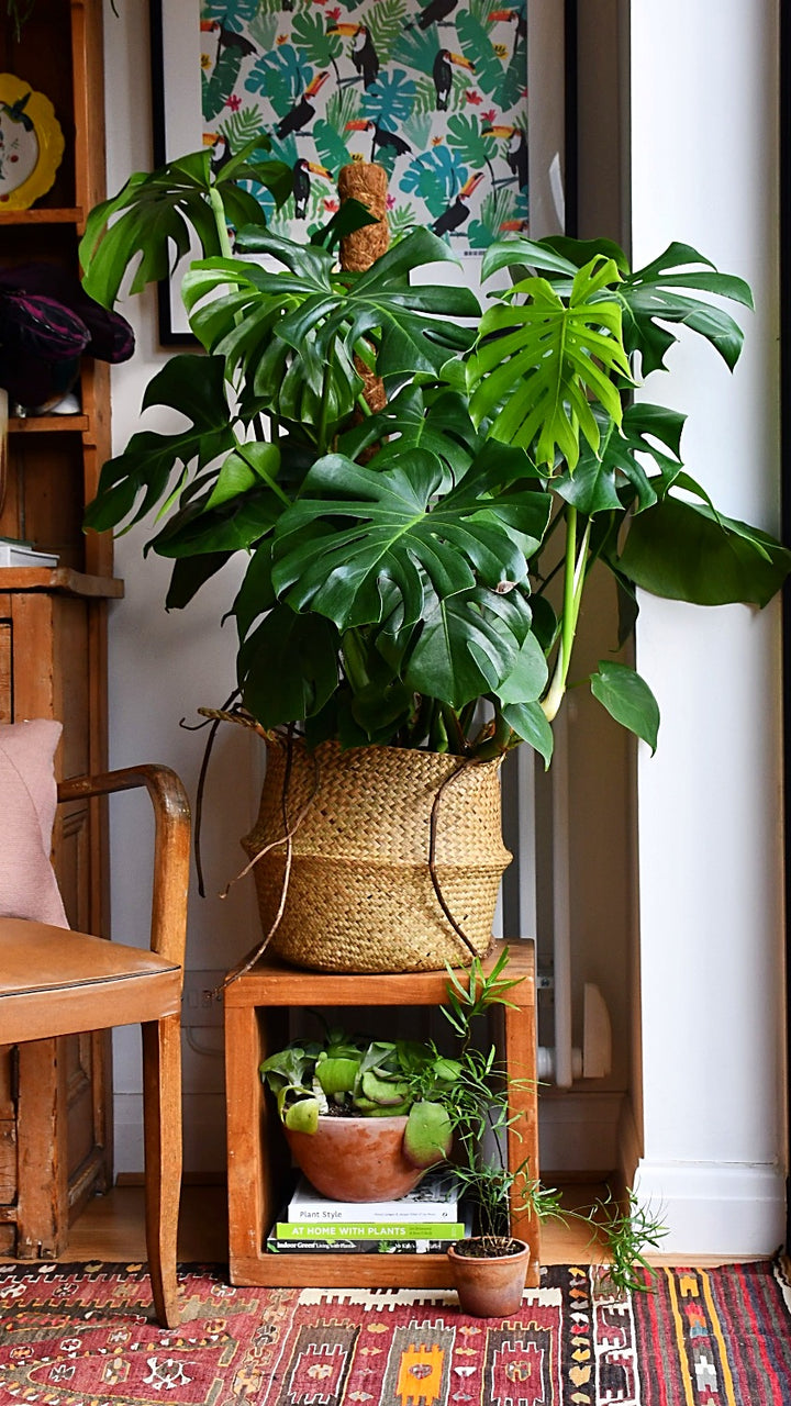 monstera plant for sale uk Large Monstera Deliciosa | Swiss Cheese Plant