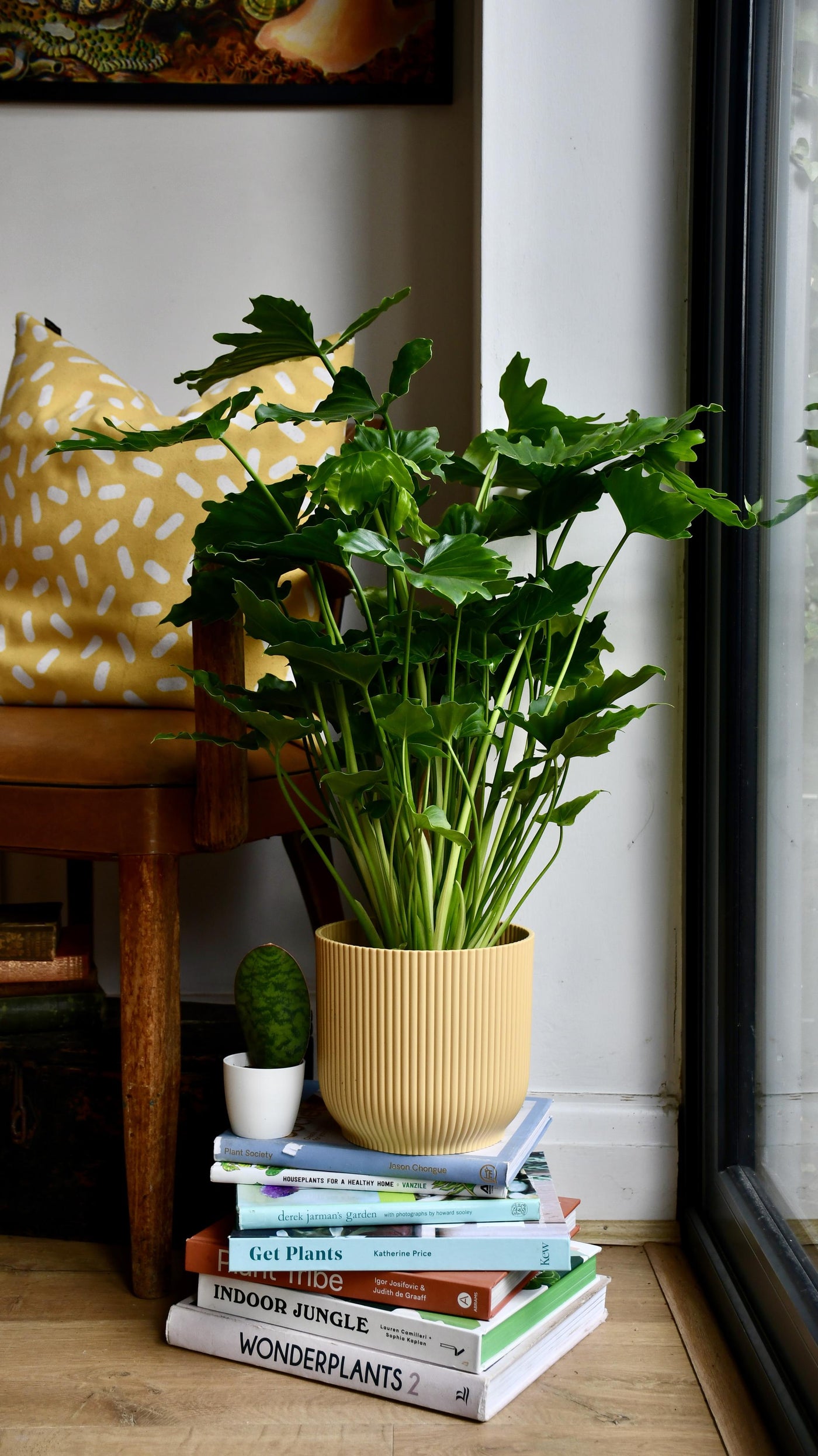 Philodendron Bipinnatifidum or Philodendron Hope & Pot