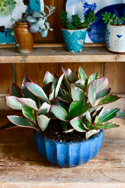 Peperomia Clusiifolia Jelly (variegated red edge peperomia)