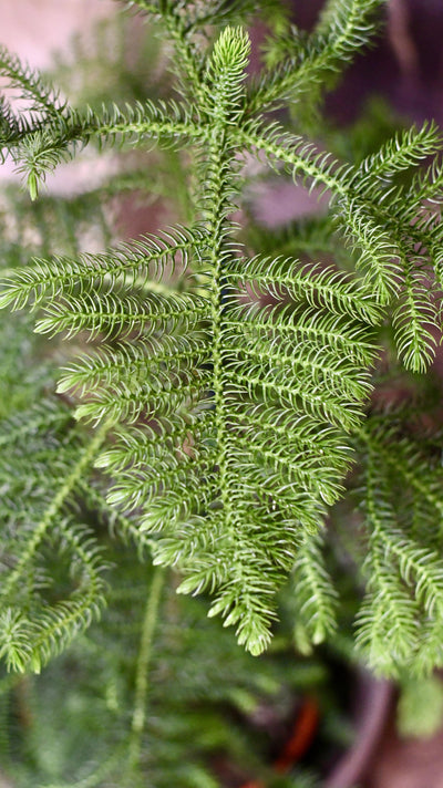 Araucaria Heterophylla 80cm (Norfolk Island Pine)