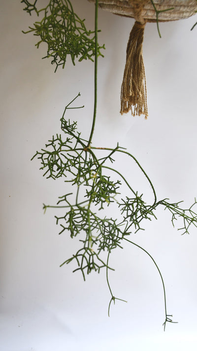 Rhipsalis baccifera