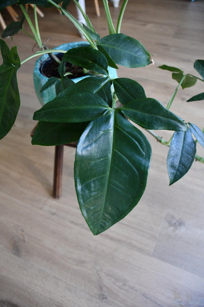 Syngonium Podophyllum or 'Tri-Leaf Wonder'