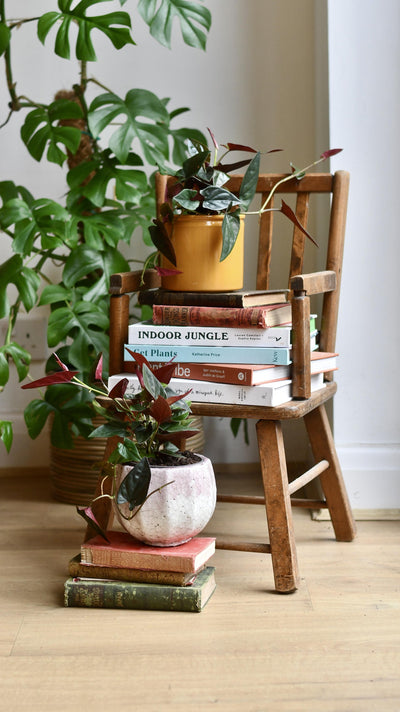 Syngonium erythrophyllum "red arrow plant"