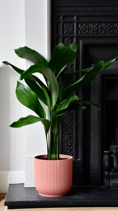 Aspidistra Elatior and Vibes Pot (Cast Iron Plant)