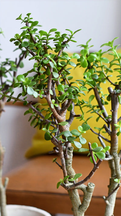 Portulacaria Afra Var. *rare*