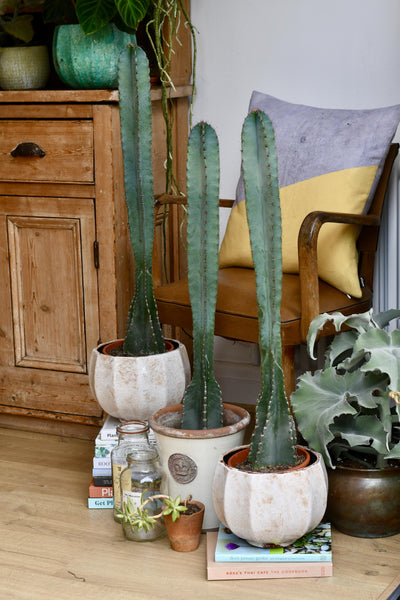 Tall Cereus Peruvianus 'Blue' (Blue Cactus)