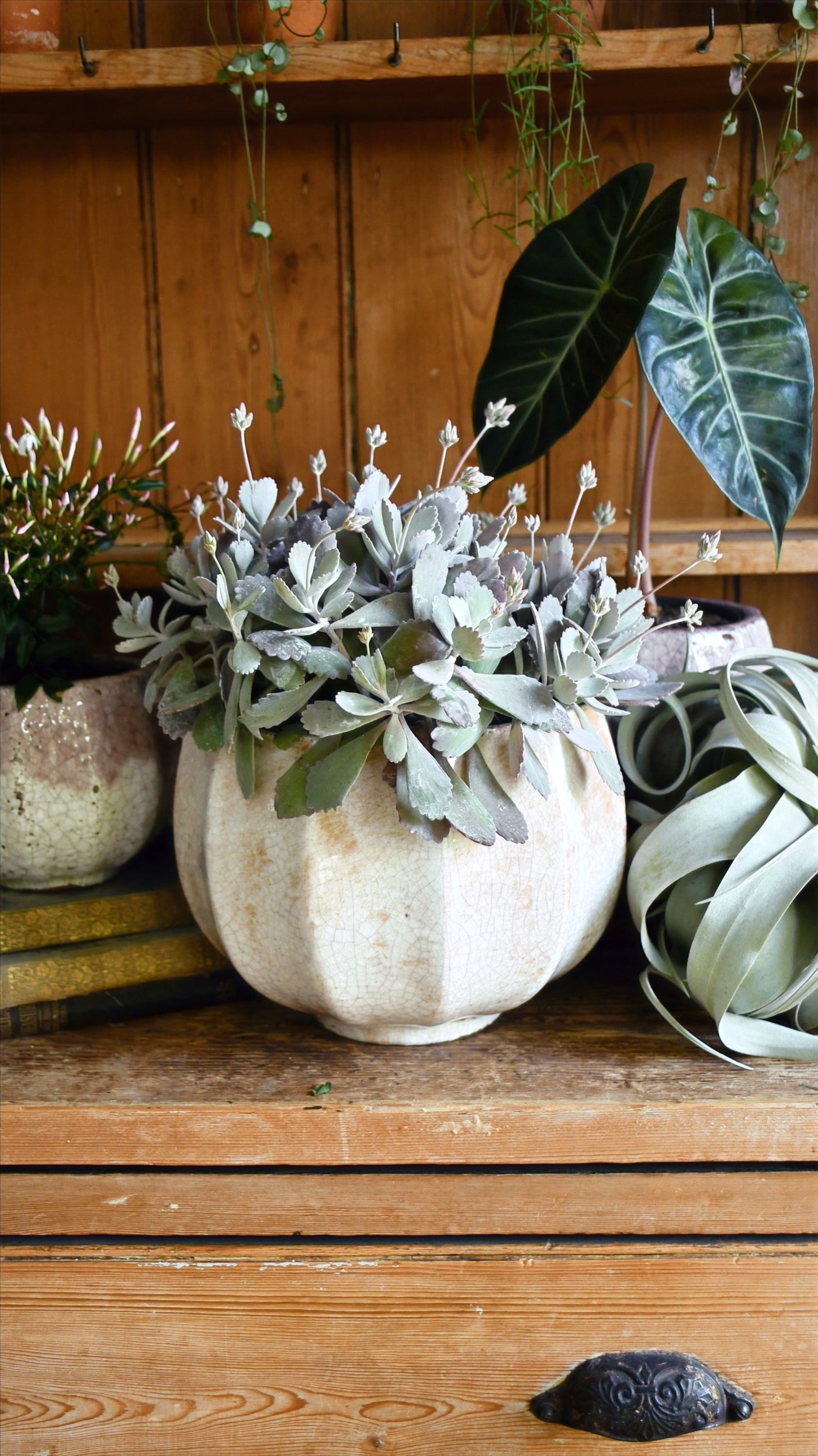 Kalanchoe pumila (Flower Dust Plant)