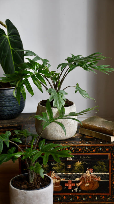 Alocasia Brancifolia