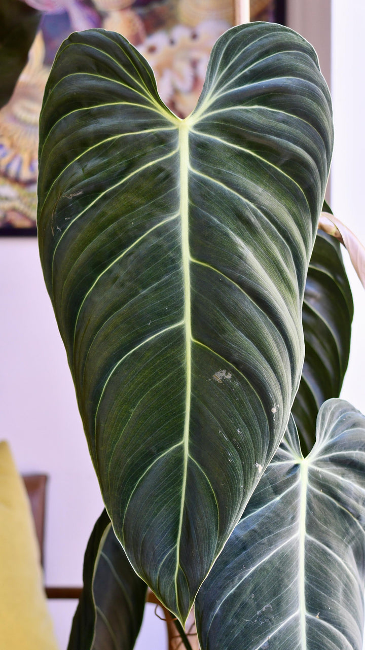 philodendron melanochrysum xxl Extra Large Philodendron Melanochrysum – Happy Houseplants