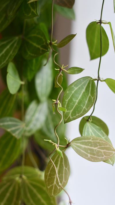 Dischidia Ovata (Watermelon Dischidia)