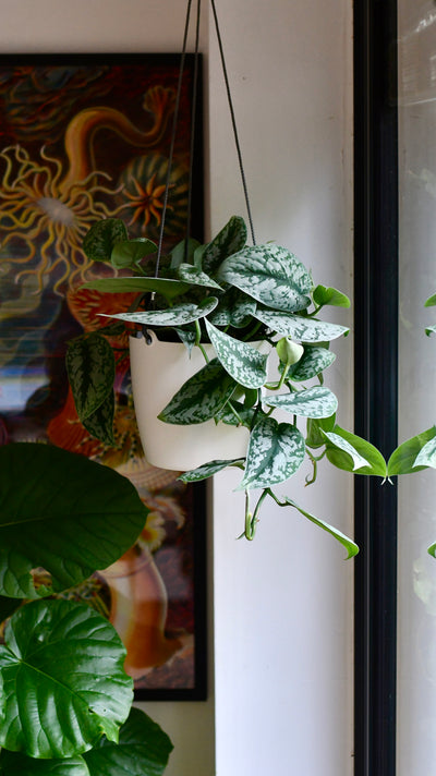 Scindapsus Pictus Trebie with a Brussels Hanging Planter