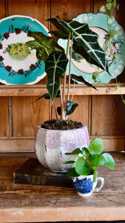 Alocasia Amazonica 'Alocasia Polly'