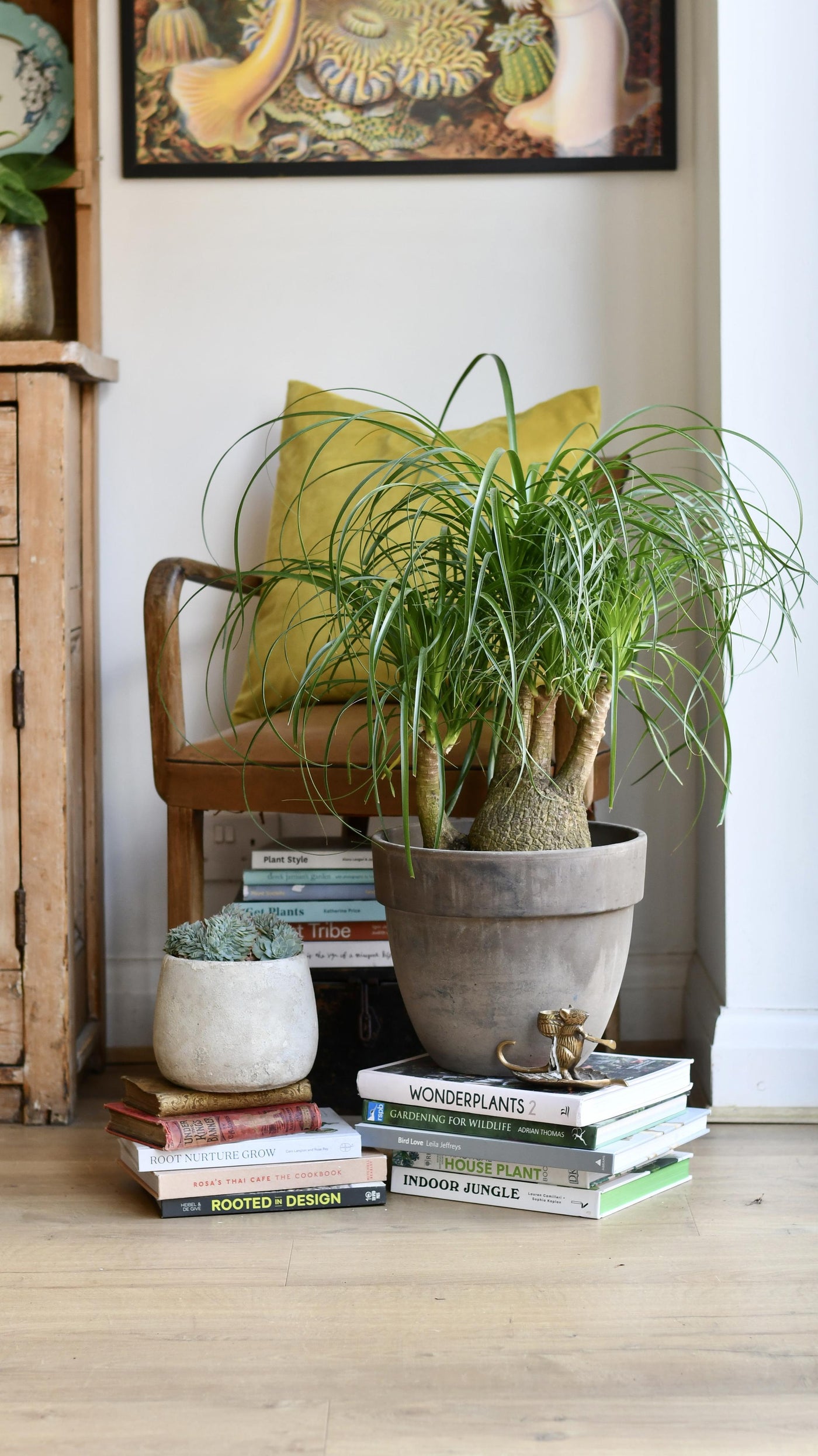 Nolina Recurvata - Ponytail Palm