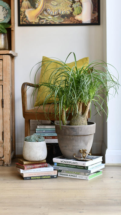 Nolina Recurvata - Ponytail Palm