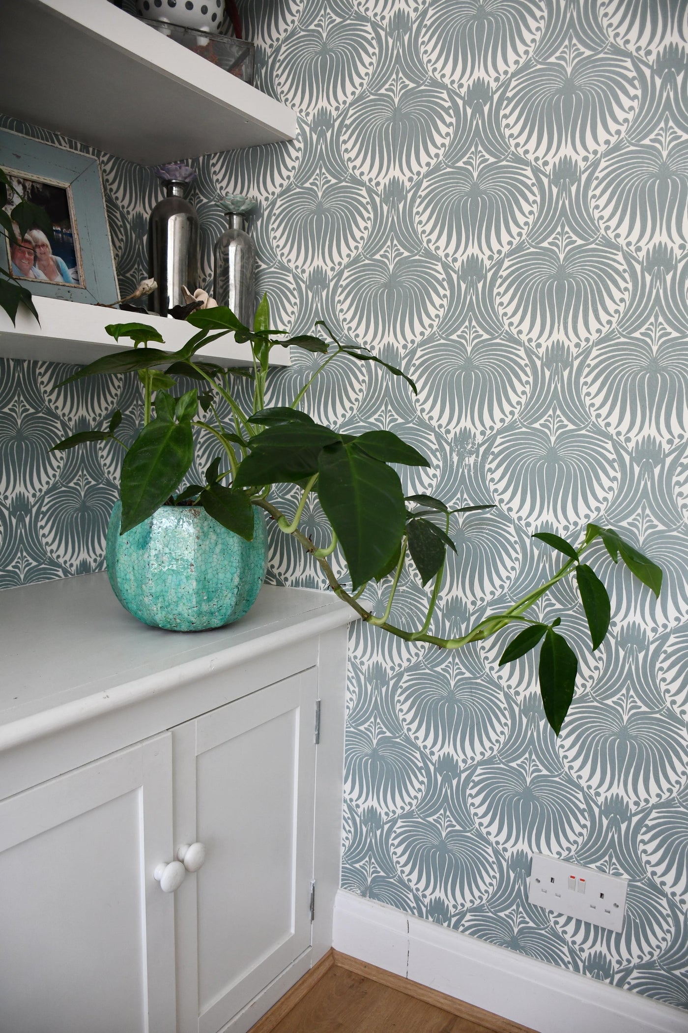 Syngonium Podophyllum or 'Tri-Leaf Wonder'